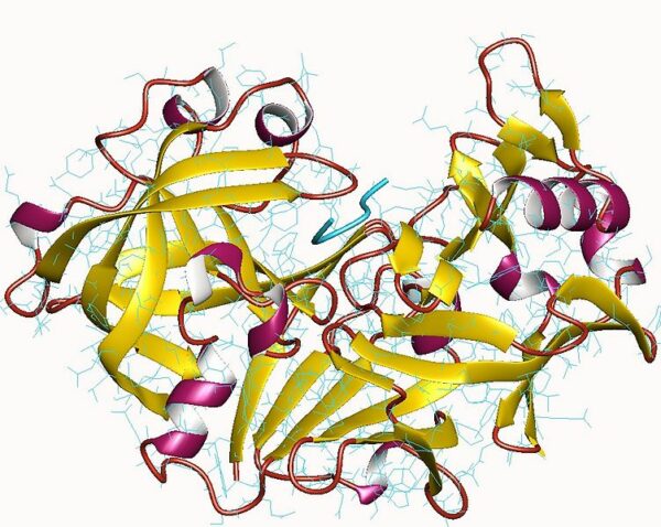 pepsin proteolitični encim